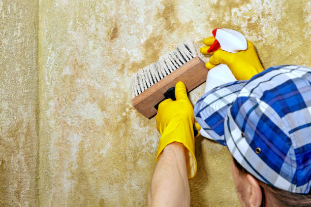 Best Mold Odor Removal Services  in Sheldon, IA